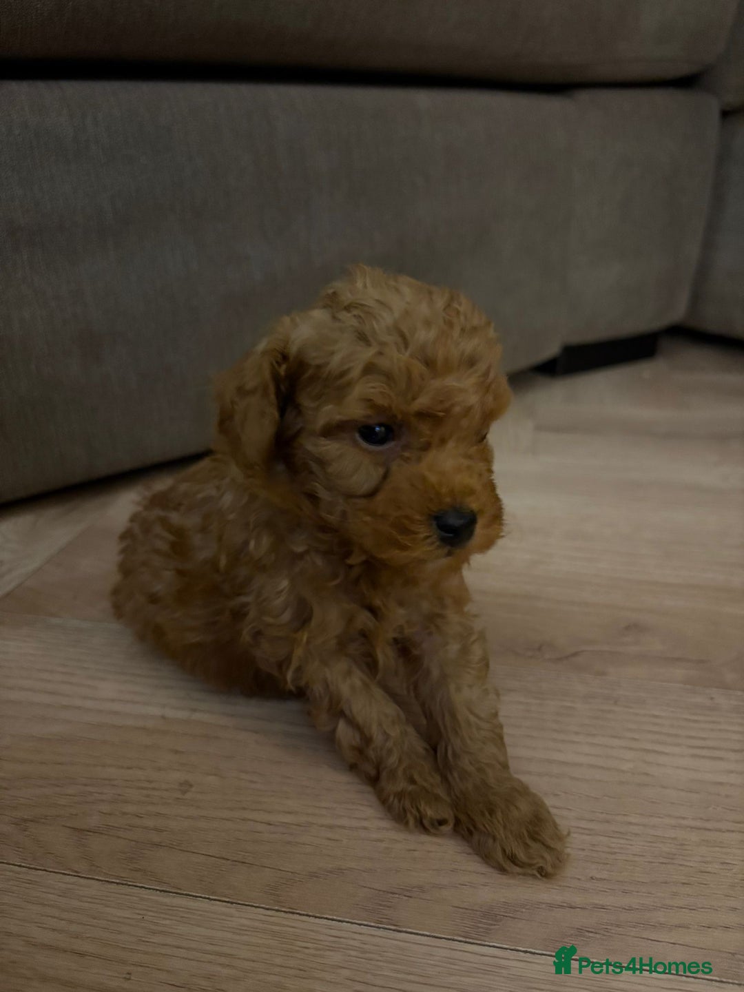 Toy Poodle dogs for sale: Beautiful solid colour toy poodle puppies - Advert 13