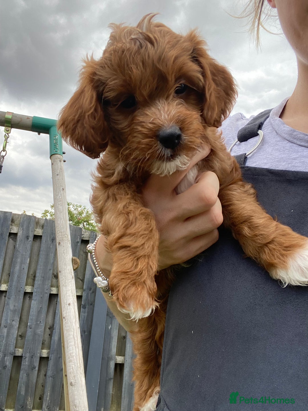 Cockapoo dogs for sale: 3 Cockapoochon puppies available  - Image 4