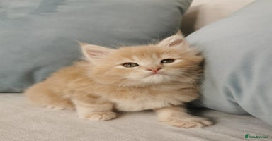 Maine Coon cats - Advert 11