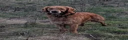 Golden Retriever dogs for stud: KC (red) golden retriever  - Advert 5