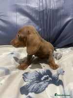 Miniature Dachshund dogs - Advert 3