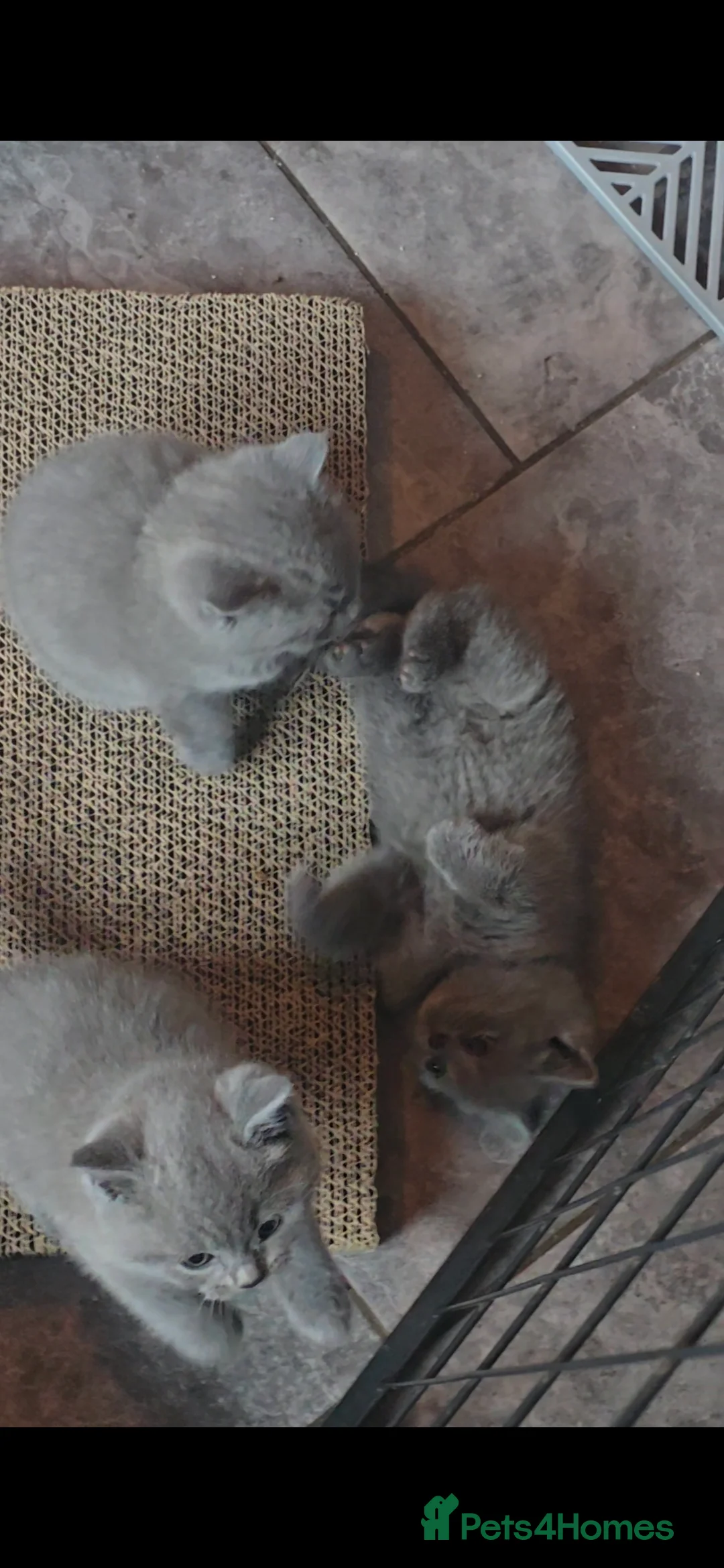British Shorthair cats for sale: 6 british short hair ready to go  - Advert 18