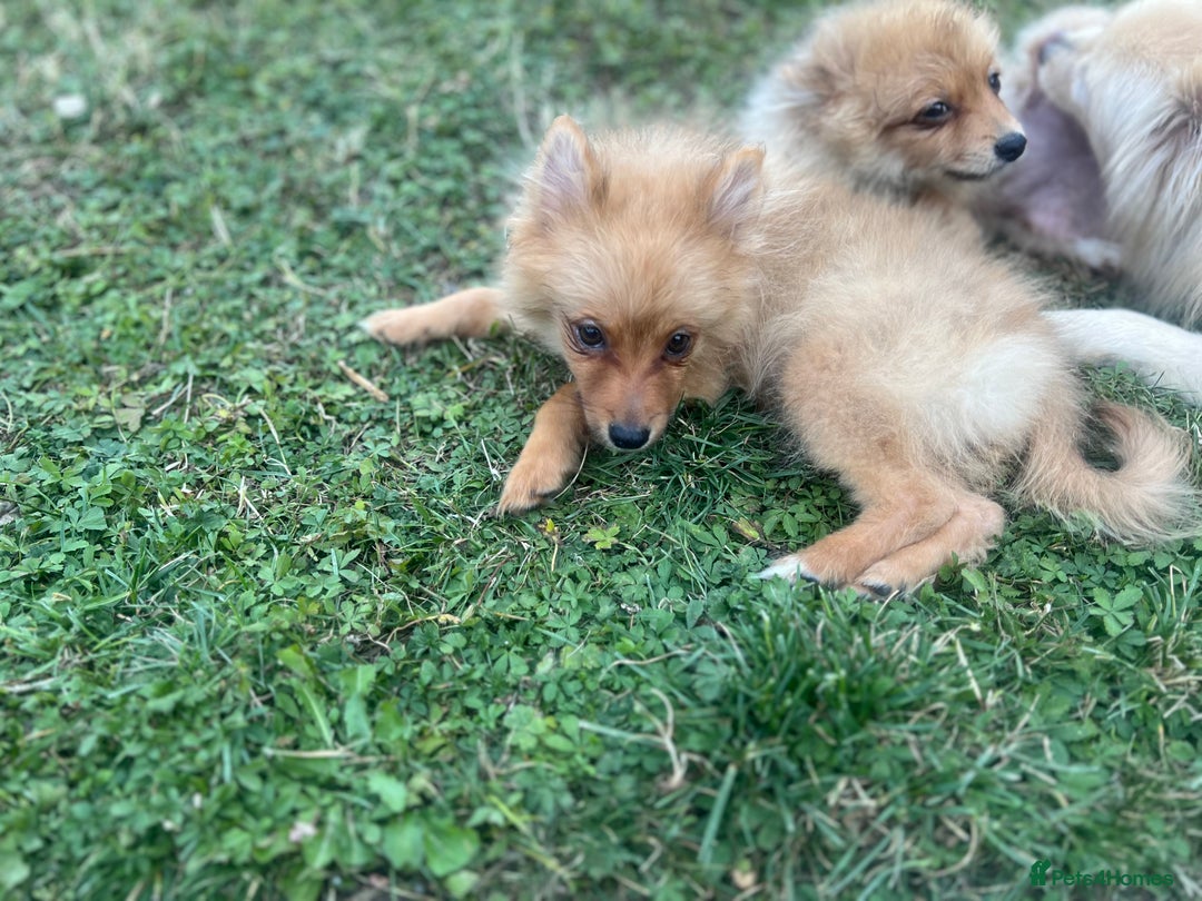 German Spitz dogs for sale: 4x Beautiful German Spitz Pomeranian Puppies  - Image 13