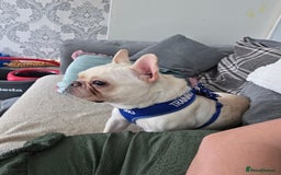 French Bulldog dogs for sale: Male French bulldog 2 years old - Image 2