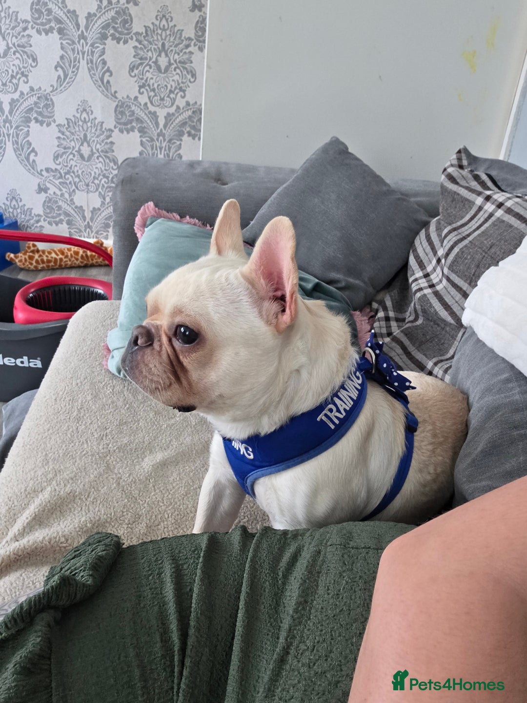 French Bulldog dogs for sale: Male French bulldog 2 years old - Image 2