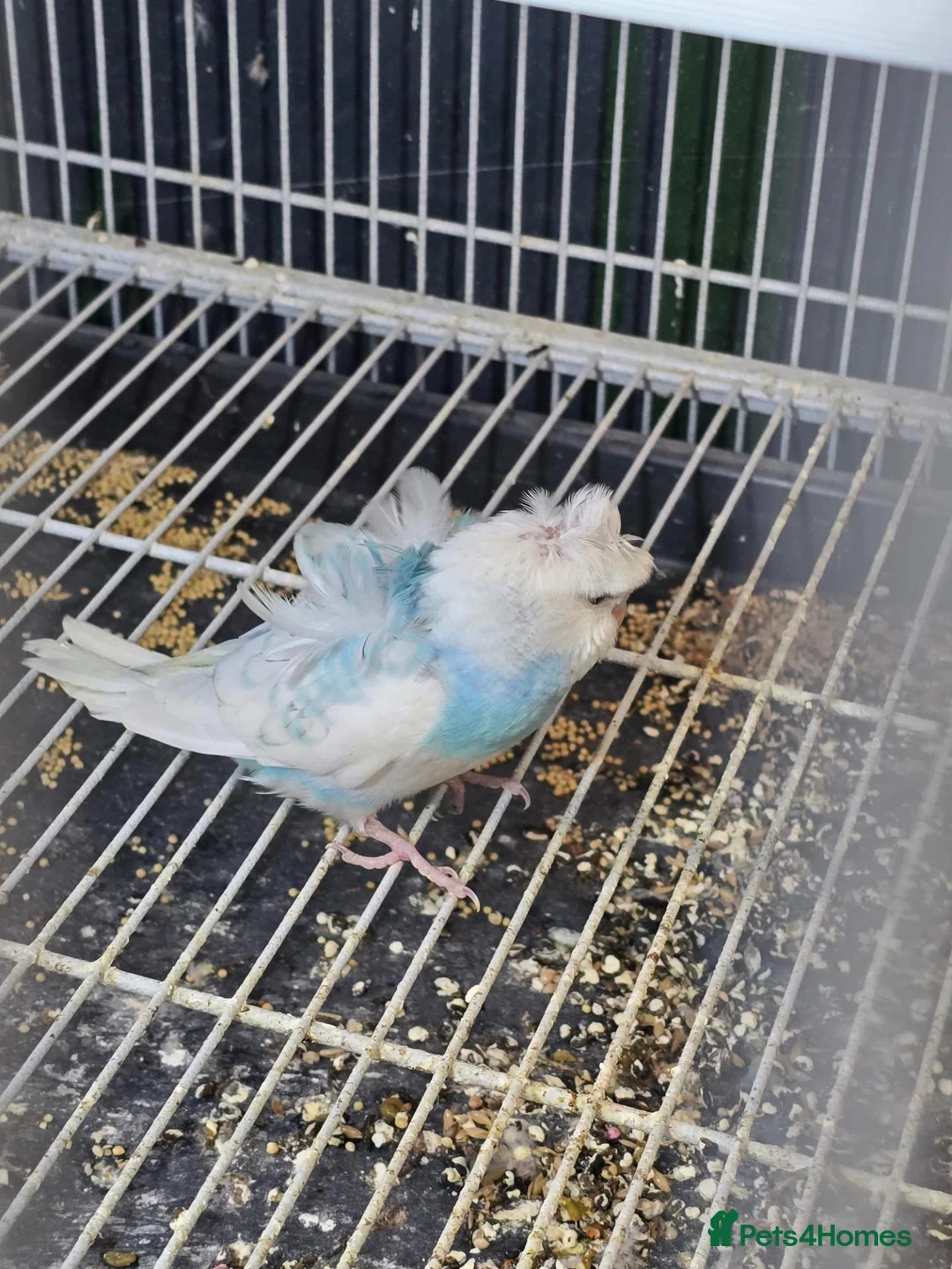 Budgerigars birds for sale: Hogoromo Pied budgies  - Advert 8
