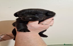 Labrador Retriever dogs for sale: KC Registered Black Lab (1 Girl, 1 boy remaining) - Image 36