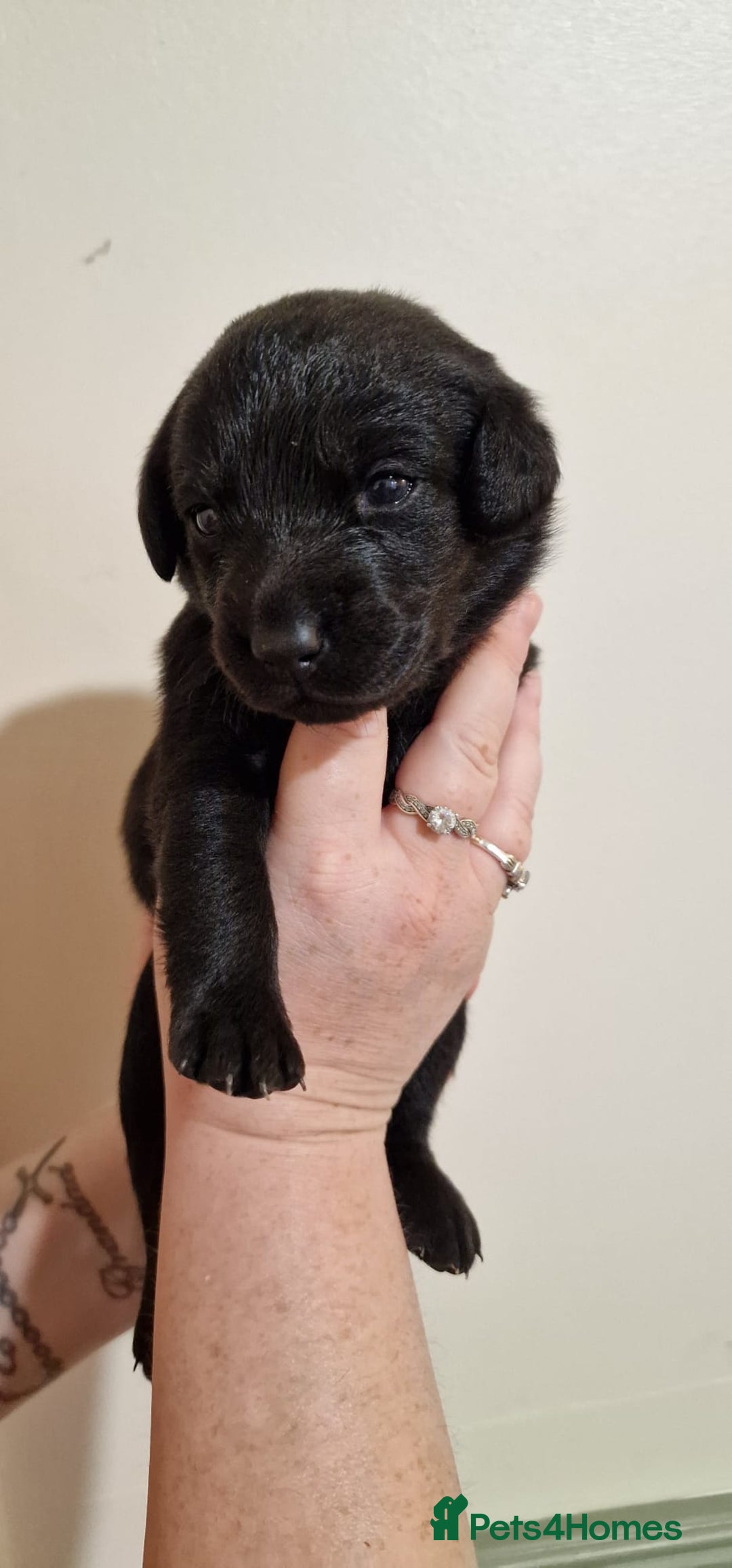 Labrador Retriever dogs for sale: KC Registered Black Lab (1 Girl, 1 boy remaining) - Image 36