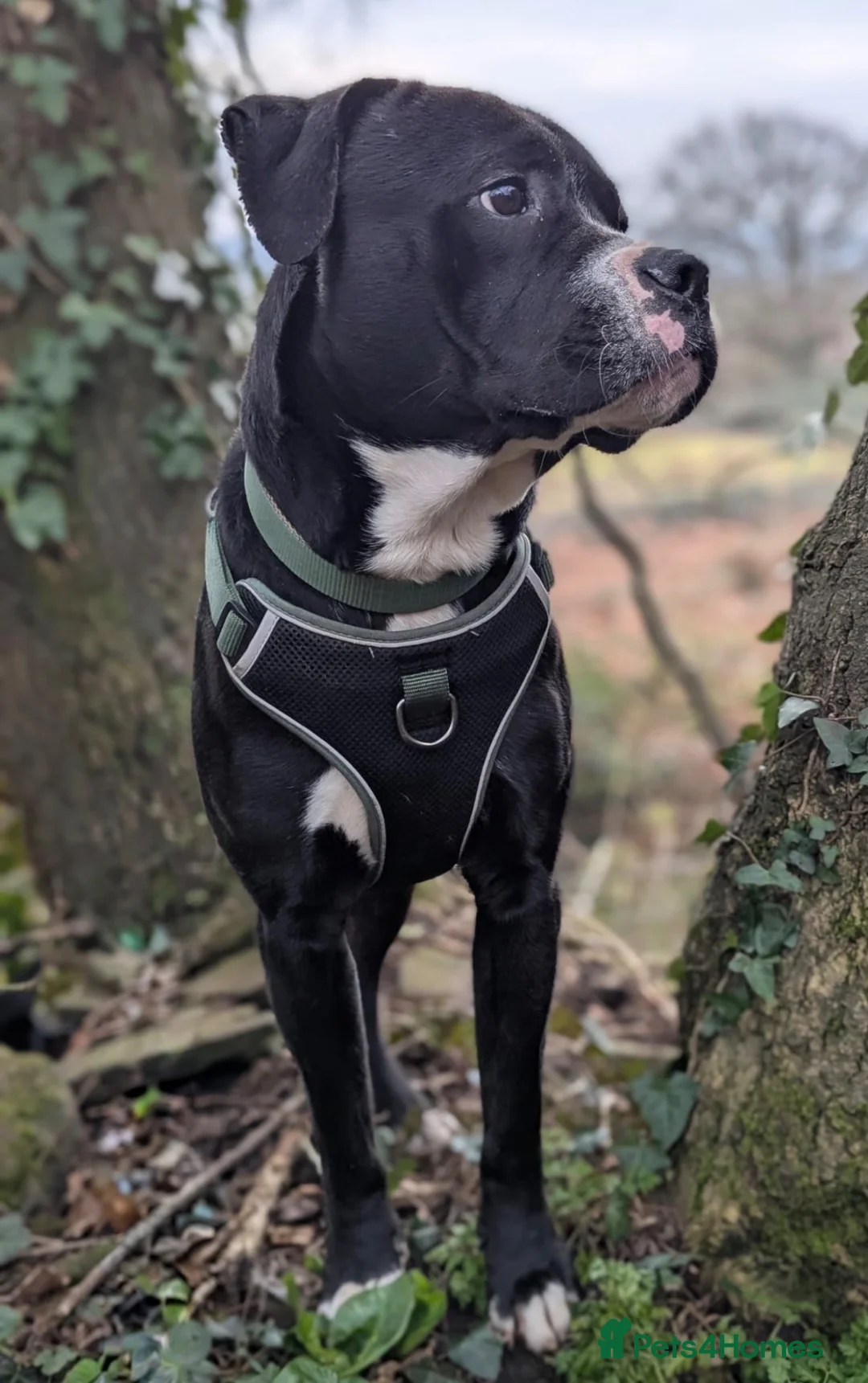 Mixed Breed dogs for sale: Cane cross looking for loving home  - Advert 2