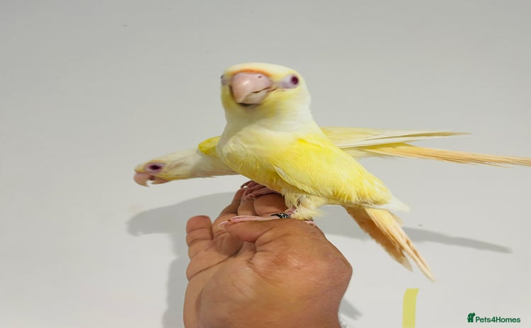 Conures birds - Advert 2