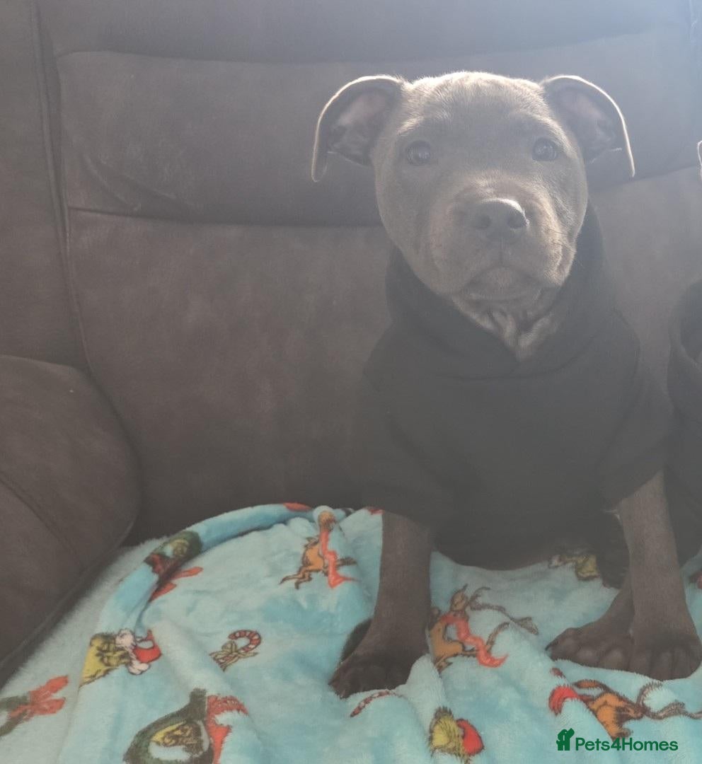 Staffordshire Bull Terrier dogs Blue staffy female pup - Advert 16