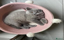 British Shorthair cats for sale: British shorthair kittens  - Image 4