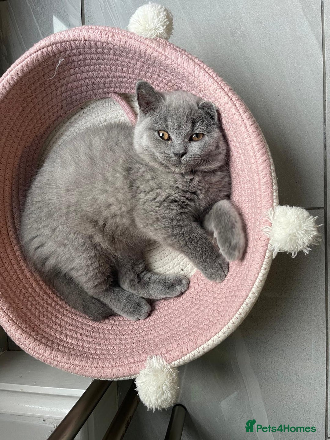 British Shorthair cats for sale: British shorthair kittens  - Image 4