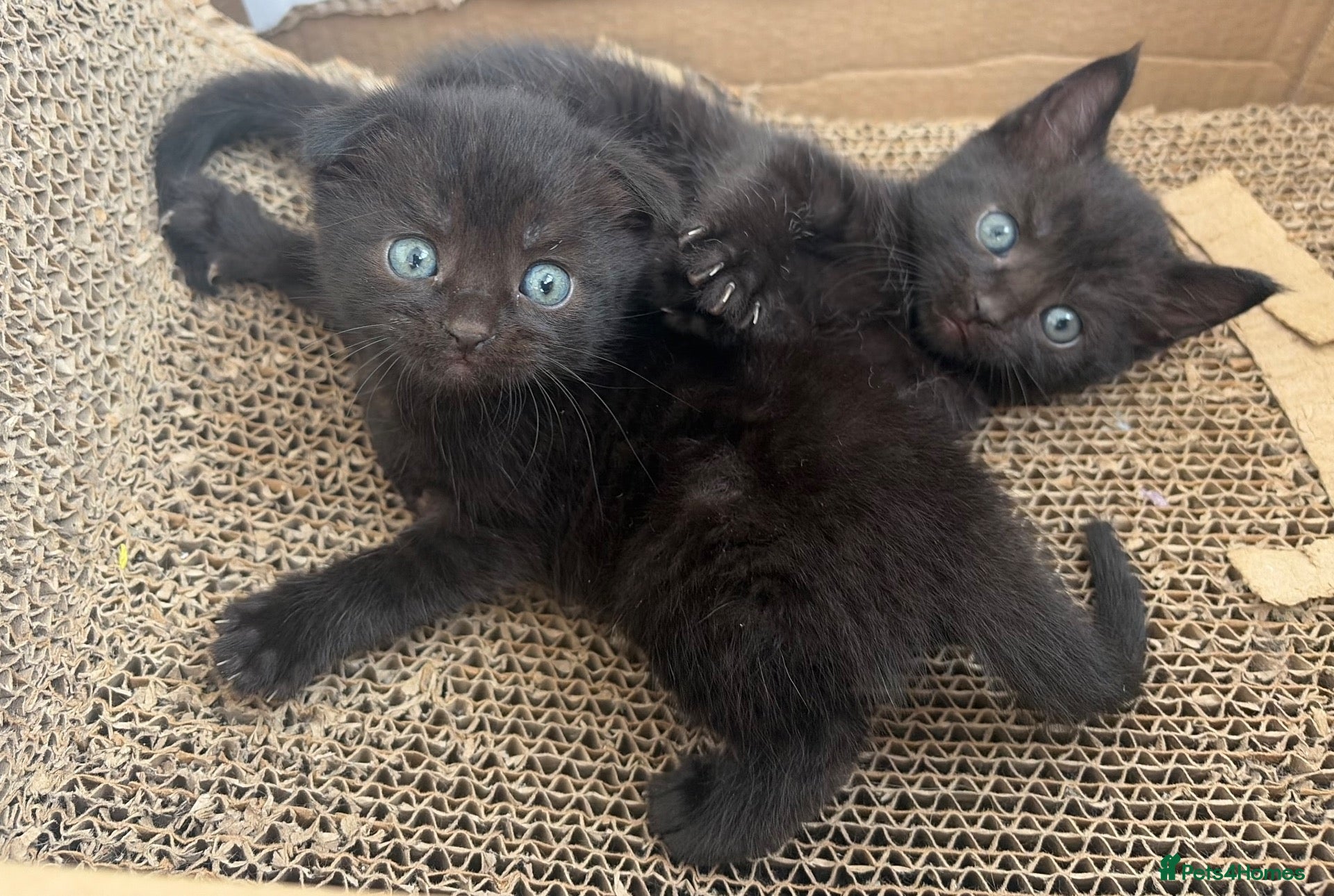 Scottish Fold cats Scottish Fold Mix Kitten  - Advert 5