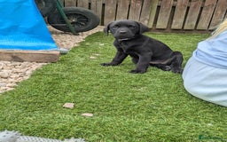 Labrador Retriever dogs for sale: Last black lab bitches available  - Image 8
