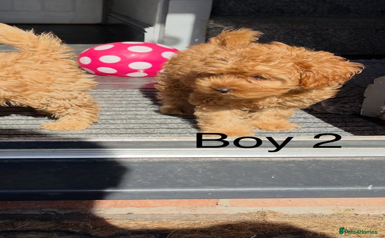 Cavapoo dogs - Advert 2