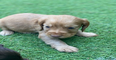 Cocker Spaniel dogs - Advert 2