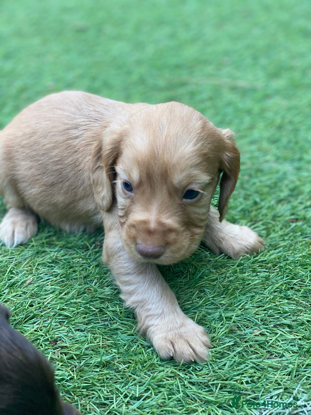 Cocker Spaniel dogs for sale: Health Tested Cocker Spaniel Pups - Image 3