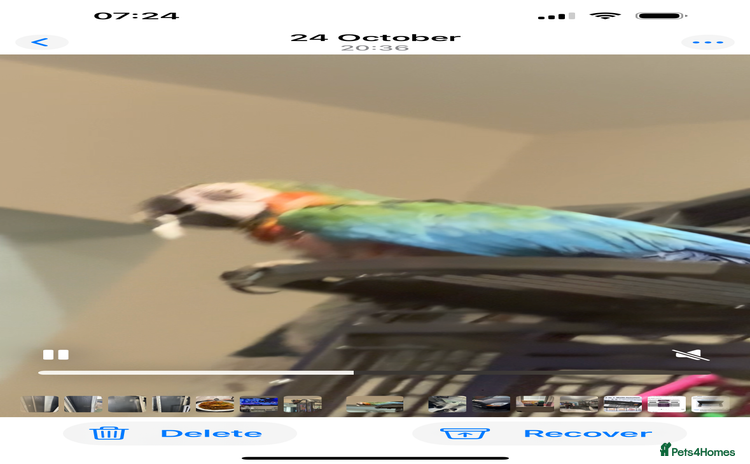 Macaws birds - Advert 7