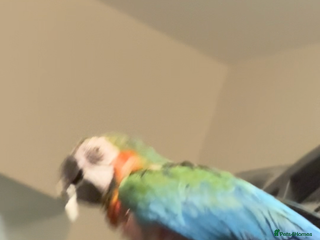 Macaws birds for sale - Advert 1