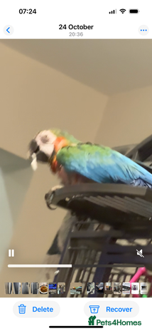 Macaws birds - Advert 1