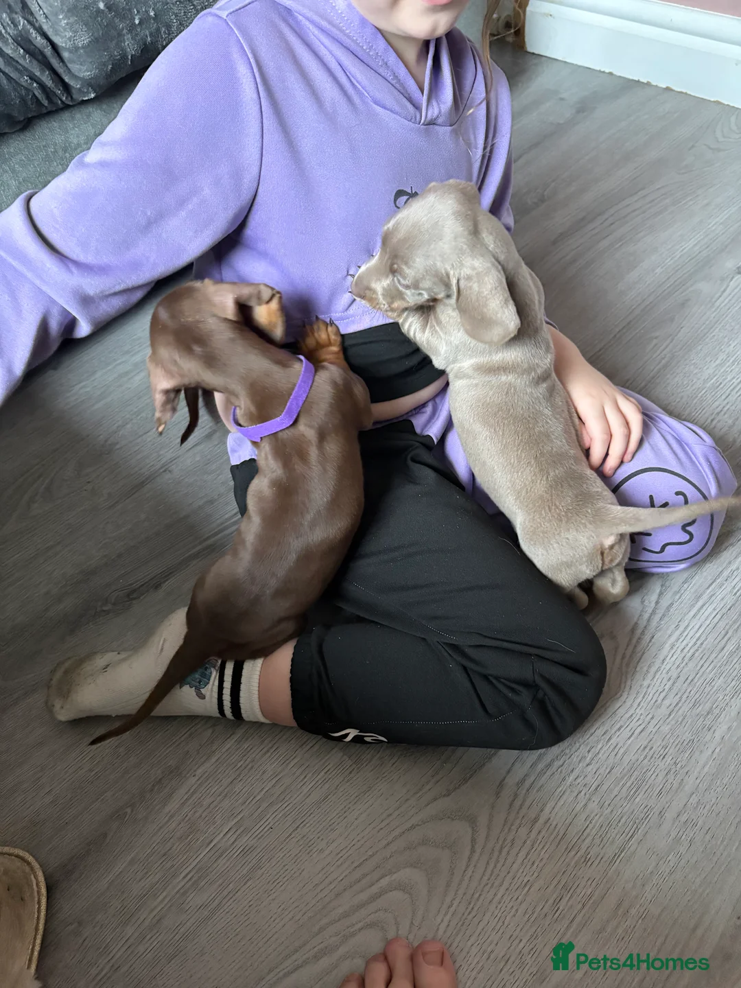 Miniature Dachshund dogs for sale: Miniature dachshund  - Advert 7