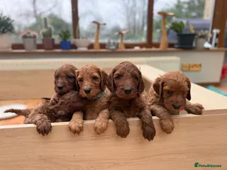 Irish Doodle dogs Stunning Irish Doodle Puppies F1 - Advert 2