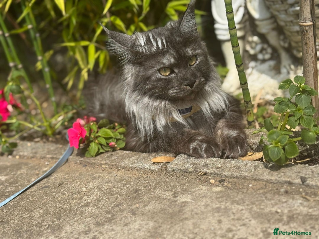 Ragcoon cats for sale: 1 x female Ragcoon - Advert 3