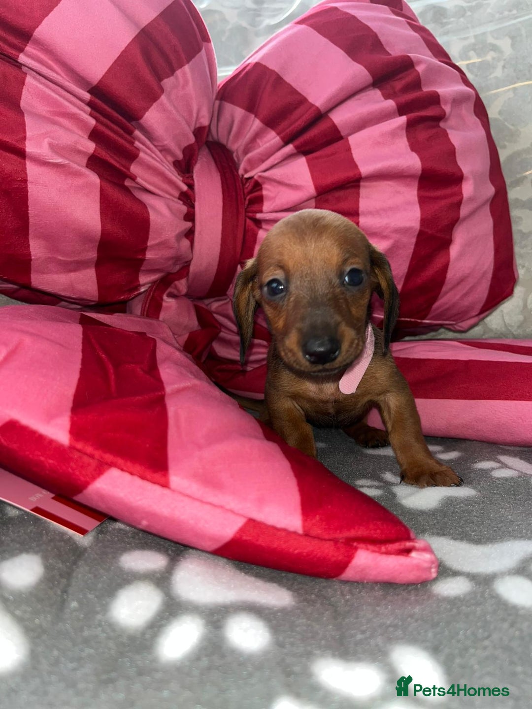 Dachshund dogs for sale: Dachshund puppies  - Image 4