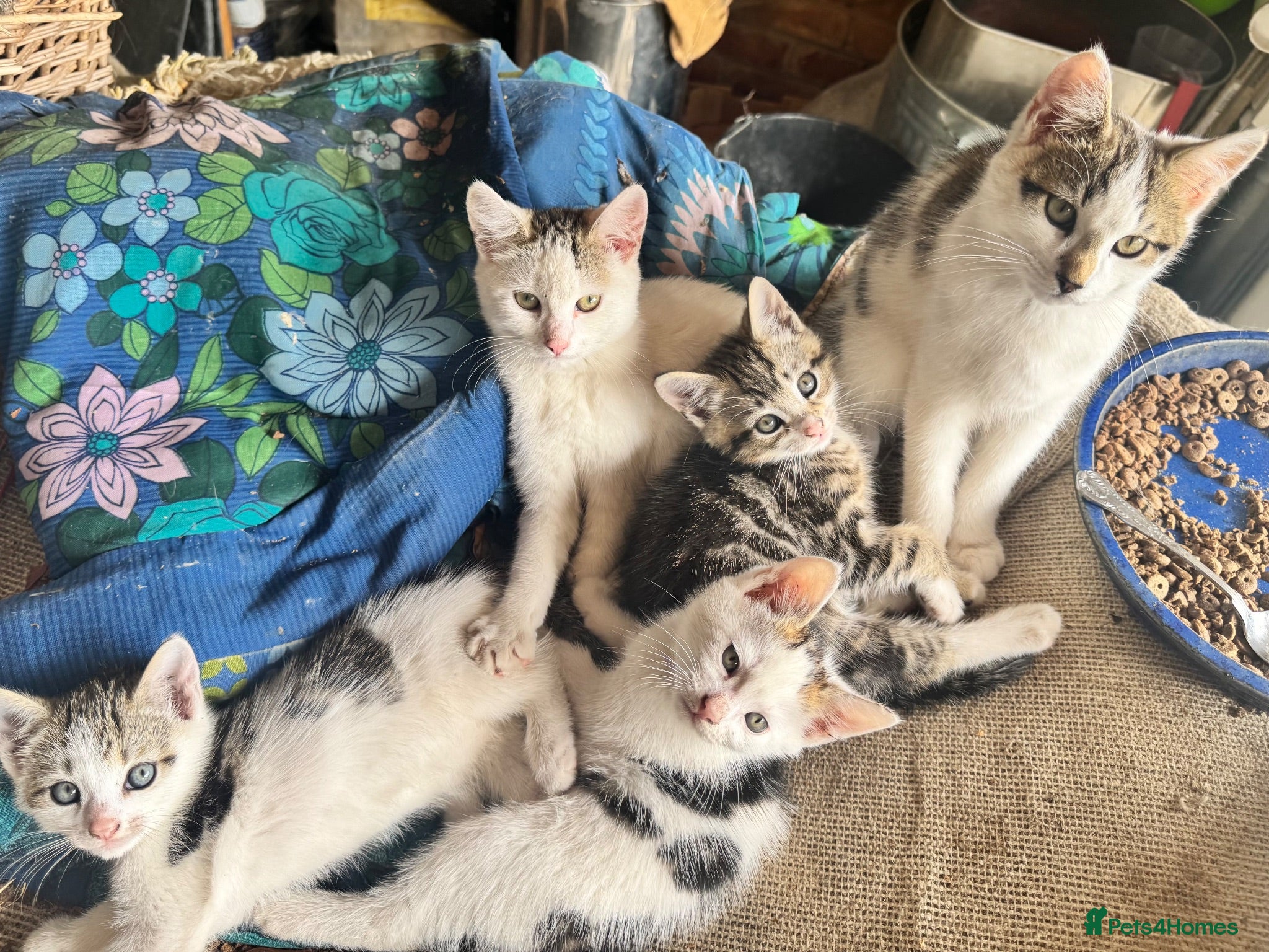 Mixed Breed cats for sale: White and tabby hugely friendly kittens for sale - Advert 2