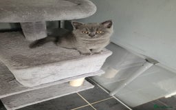 British Shorthair cats for sale: GCCF REG. ACTIVE BSH KITTENS SHOW LINES - Image 17