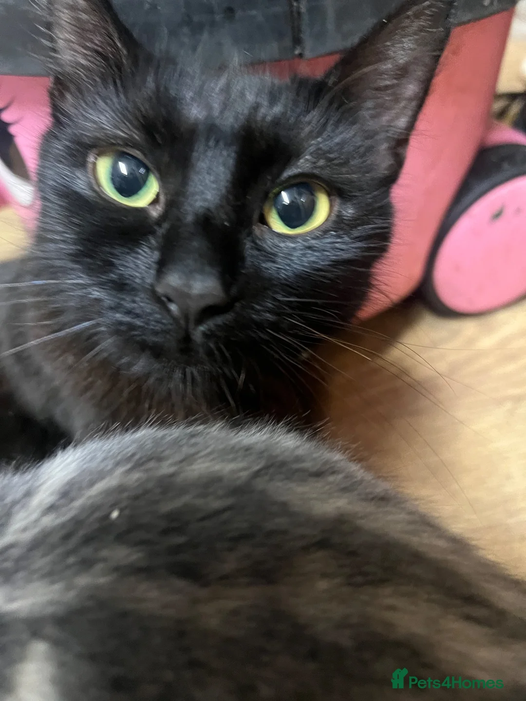 Mixed Breed cats for sale: 3 fluffy kittens and 3 silver tabbies  - Advert 1
