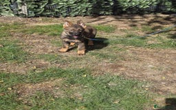German Shepherd dogs for sale: German Shepherd puppies  - Image 5
