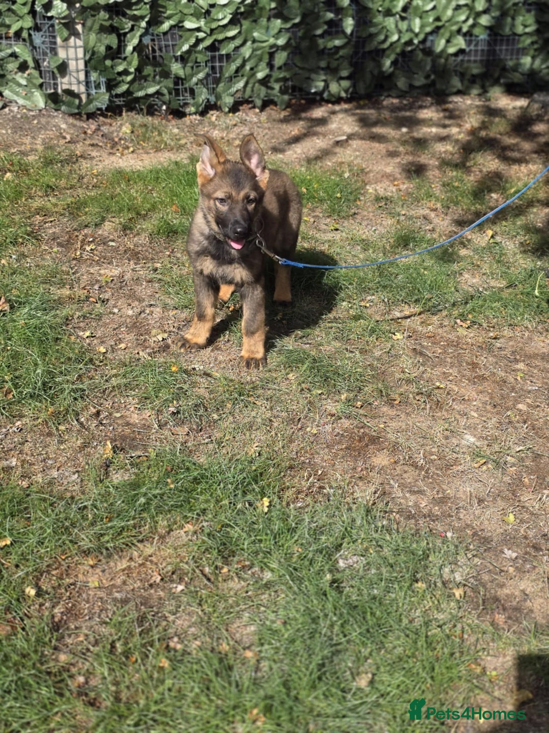 German Shepherd dogs for sale: German Shepherd puppies  - Image 5