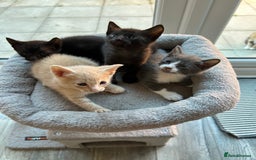 Siamese cats for sale: Siamese Cross Kittens - Image 1
