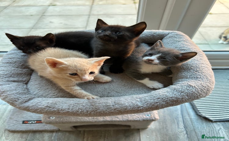 Siamese cats - Advert 9