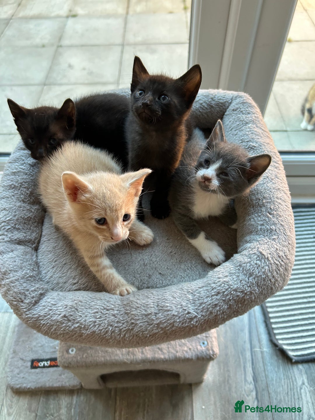Siamese cats for sale: Siamese Cross Kittens - Image 1