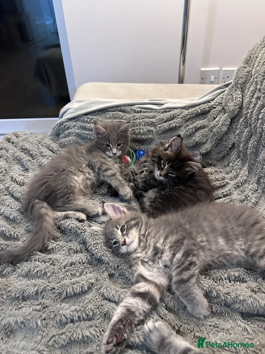 Maine Coon cats for sale: ✨Last 2 Gorgeous Pure Breed Maine Coon Kittens✨ - Advert 10