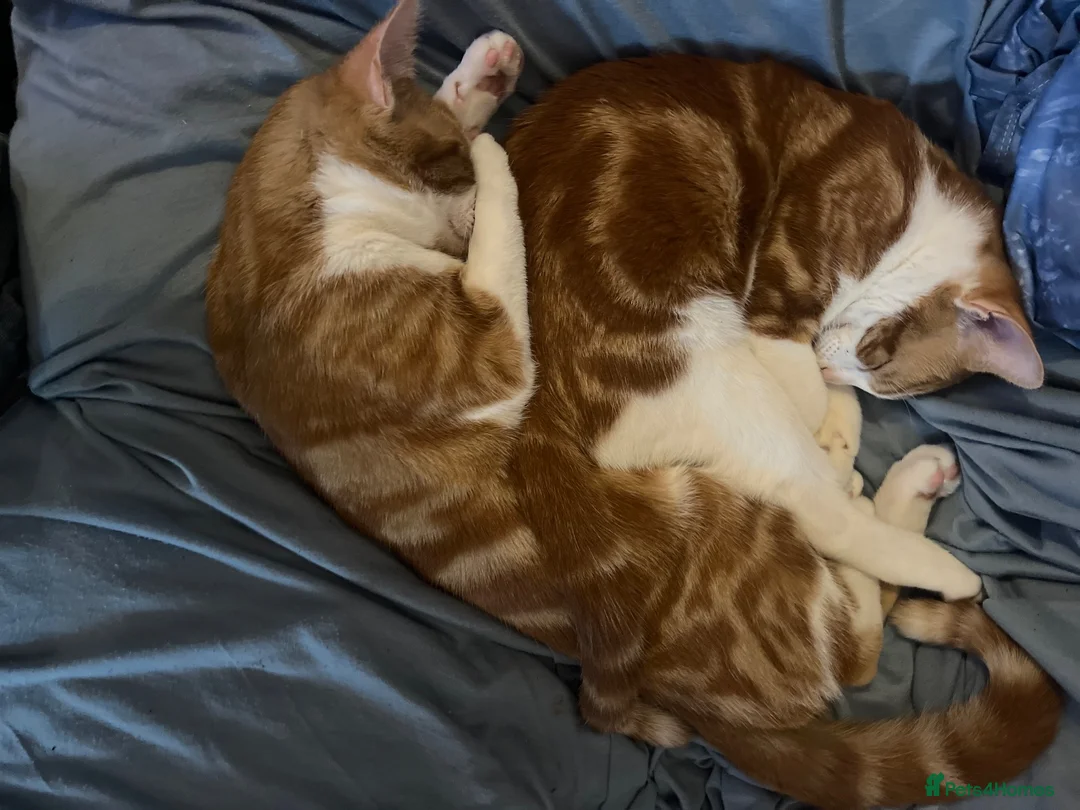 Mixed Breed cats for sale: 4 kittens in need of a loving family - Advert 26