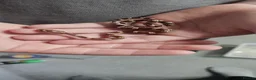 Corn Snake reptiles for sale: Baby corn snakes  in Chesterfield - Advert 10