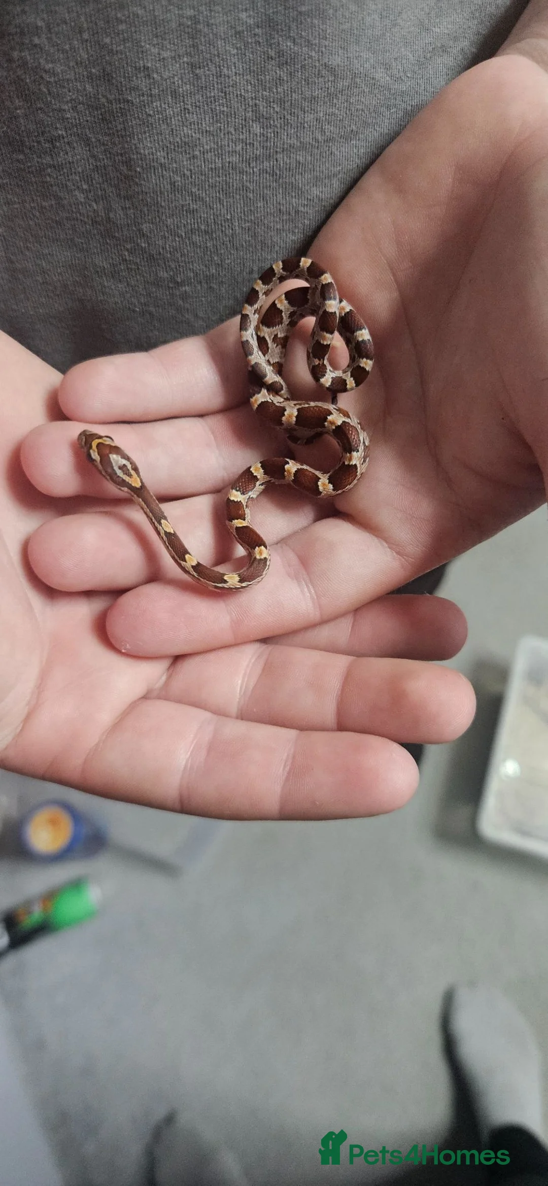 Corn Snake reptiles for sale: Baby corn snakes  in Chesterfield - Advert 10