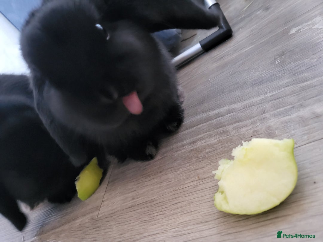 Mini Lop rabbits for sale: Black Male Mini Lop - Image 2