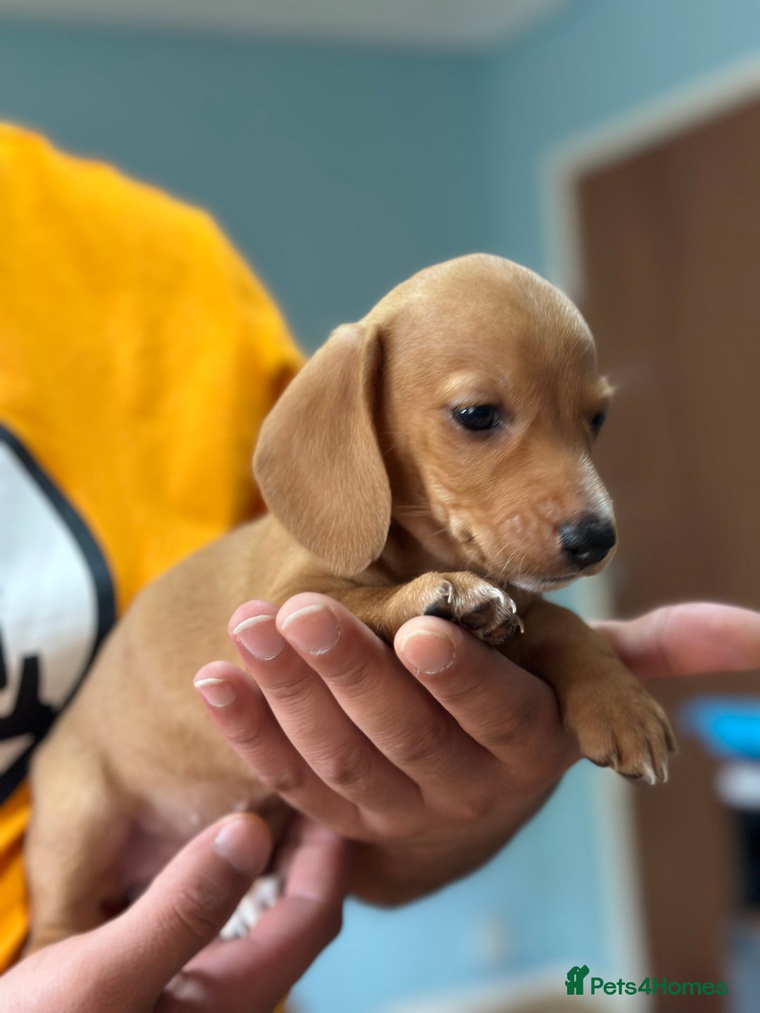 Dachshund dogs for sale: Our dwarf sausages are looking for a family🙃 - Image 11