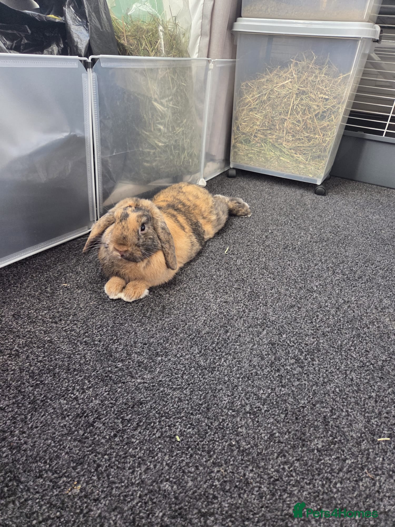 Mini Lop rabbits Male lop in Stockport - Advert 1