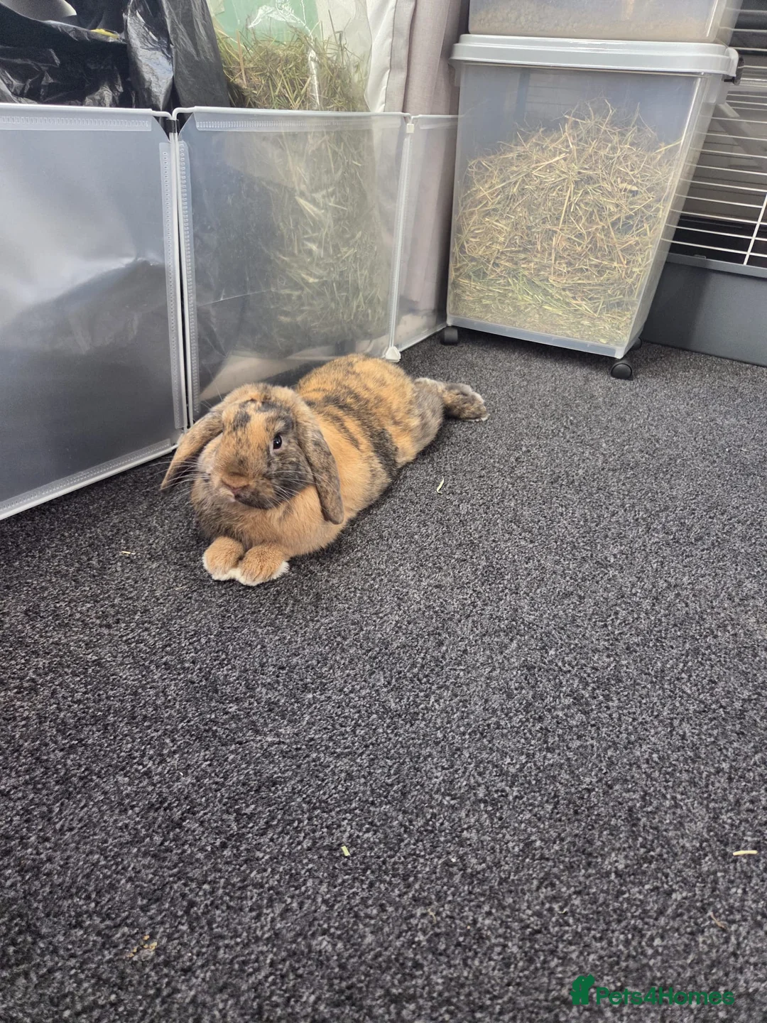 Mini Lop rabbits for sale: Male lop in Stockport - Advert 1