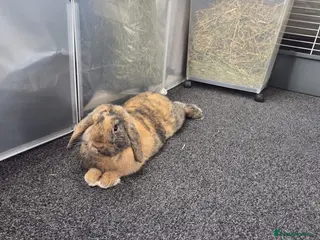 Mini Lop rabbits Male lop in Stockport - Advert 1