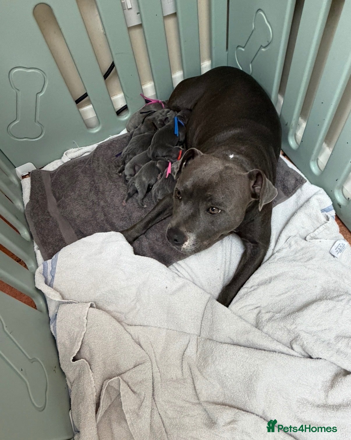Staffordshire Bull Terrier dogs Outstanding litter of 10 KC Staffy pups blue 😍😍 - Advert 1