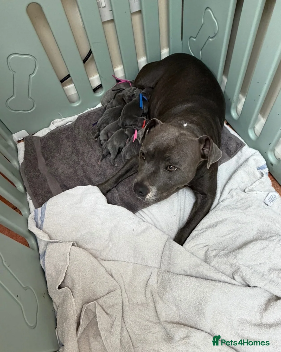 Staffordshire Bull Terrier dogs for sale: Outstanding litter of 10 KC Staffy pups blue 😍😍 - Advert 1