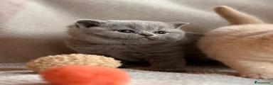 British Shorthair 1