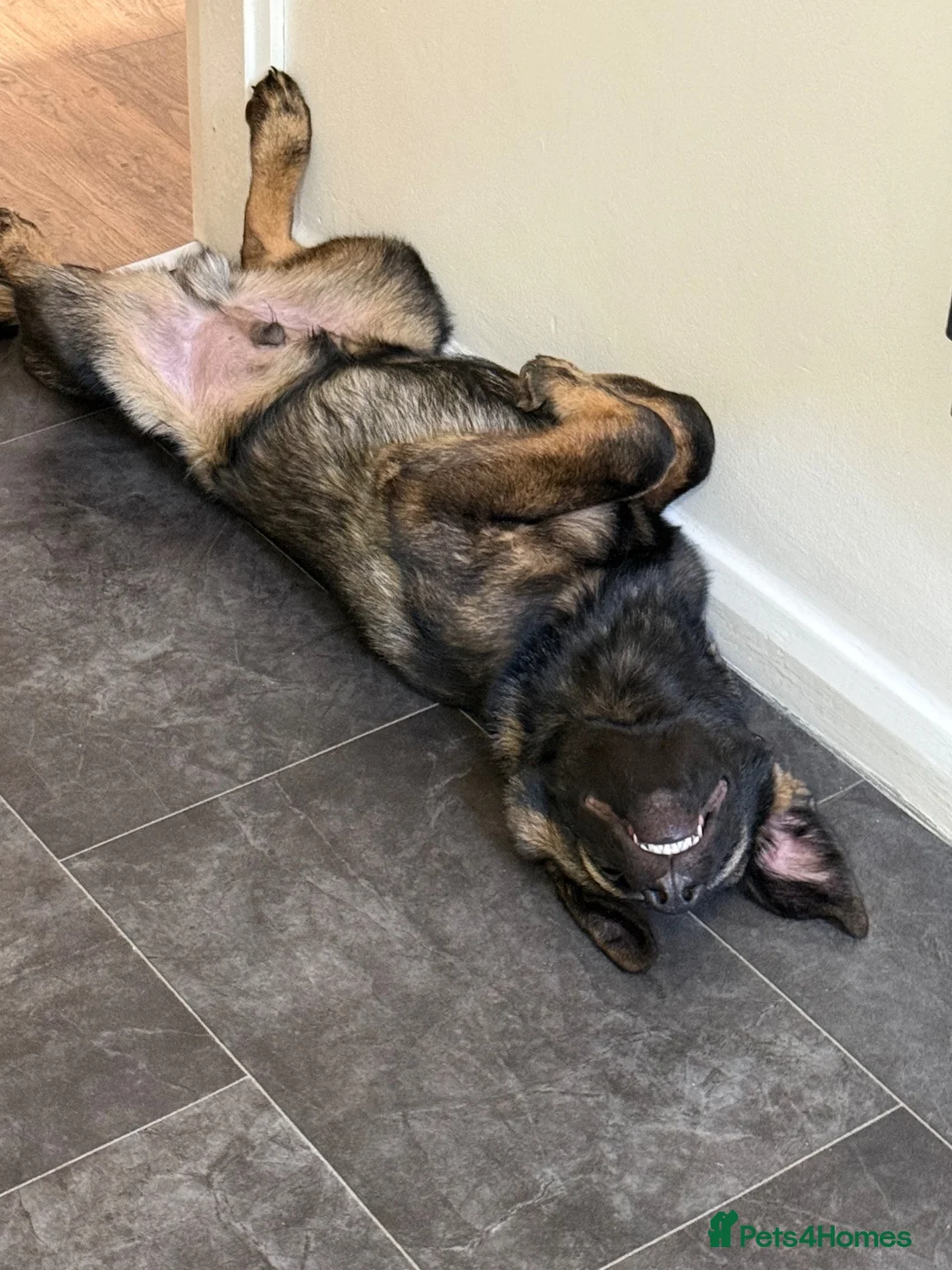 Mixed Breed dogs for sale: Axel - Caucasian shepherd cross German shepherd  - Advert 2